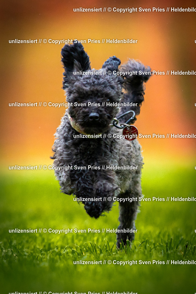 Sven Pries | 2025-09-21 - Hunderennen Baden-Oos - Realisiert mit Pictrs.com