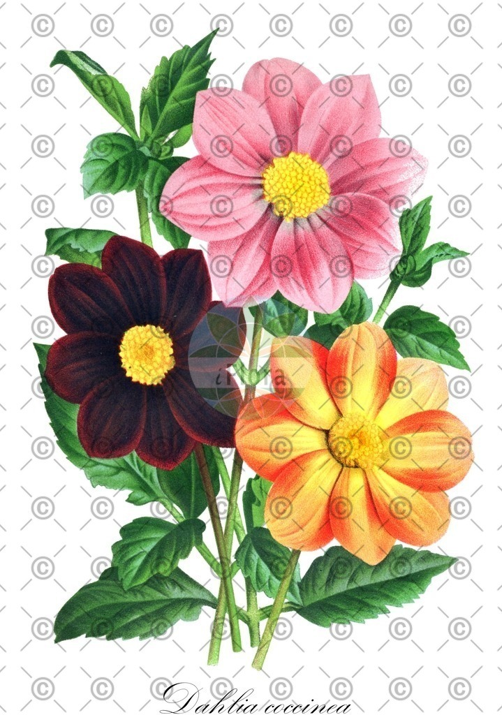 HistAbb_wfo-0000636916_1_ENZY_Simple | Historische Abbildung von Dahlia coccinea - Asteraceae | Historical Illustration of Dahlia coccinea - Asteraceae