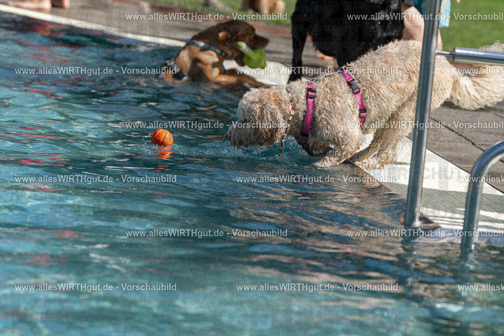 Hundeschwimmen_Volksbad_2026-allesWIRTHgut_Tierfotografie-2609061216-FAY06426 | Professionelle Tierfotografie in Mönchengladbach von Daniel Wirth (allesWIRTHgut). Liebevolle & natürliche Bilder von Hunden & Katzen für unvergessliche Erinnerungen.