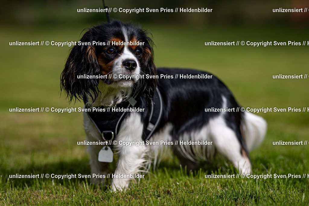 Sven Pries | 2024-09-22 - Hunderennen Baden-BadenPudelverein - Realisiert mit Pictrs.com