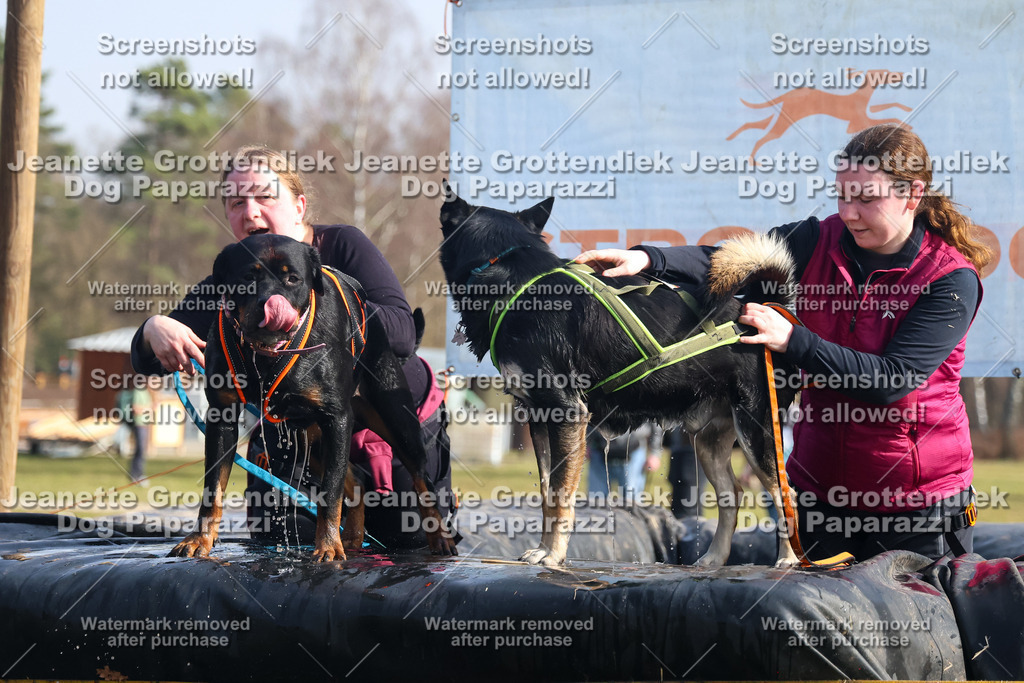 Dog Paparazzi - Strongdog North Mrz26-1673 | Dog Paparazzi Jeanette Grottendiek Fotografie & Videografie - Realisiert mit Pictrs.com