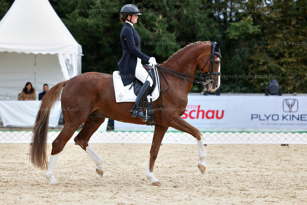 11-201-Dressur S___-StoibPH-962 | working equitationturnier fotograf videograf stoibphotography marixx film working equitation deutschland reitsport turnierfotografie eventfotografie equestrian events