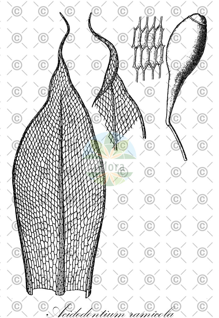 HistAbb_wfo-0001147669_1_ENZY_Simple | Historische Abbildung von Acidodontium ramicola - Bryaceae | Historical Illustration of Acidodontium ramicola - Bryaceae