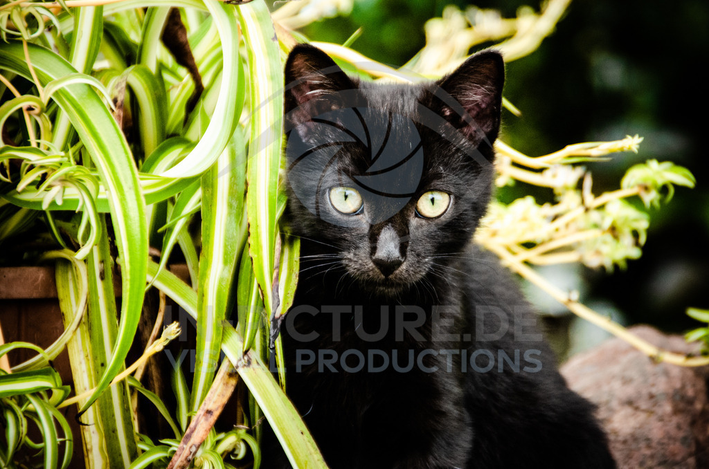 _DSC0110 | in-picture - Realisiert mit Pictrs.com