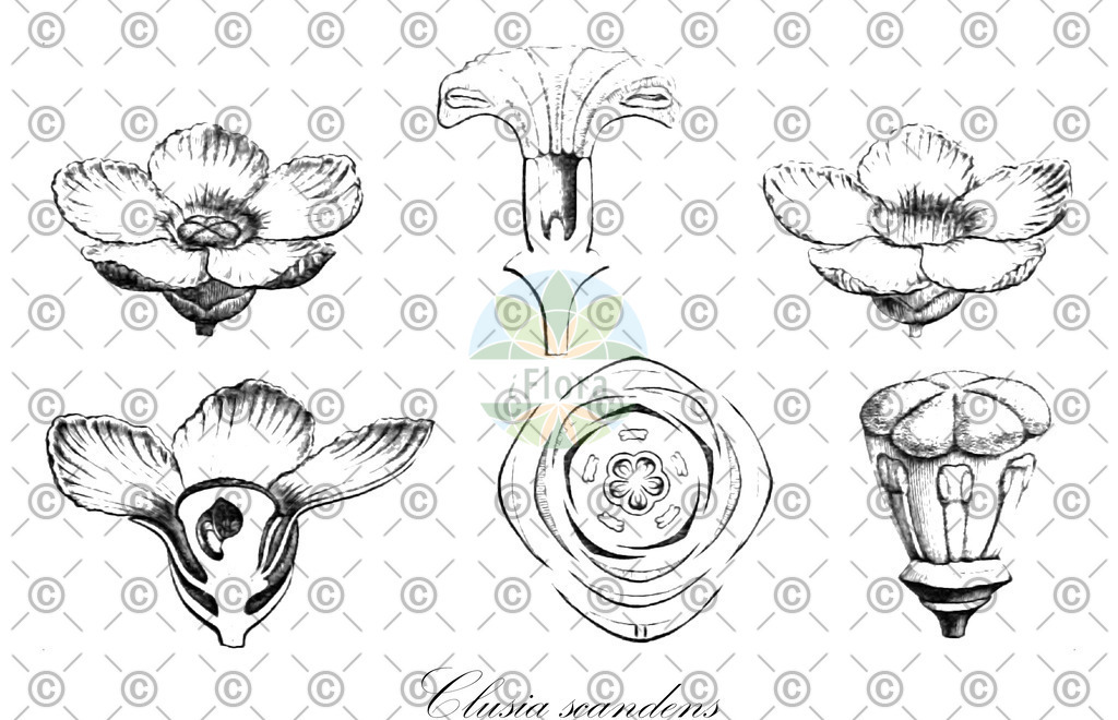 HistAbb_wfo-0000612527_1_ENZY_Simple | Historische Abbildung von Clusia scandens - Clusiaceae | Historical Illustration of Clusia scandens - Clusiaceae