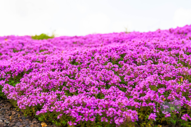 Blumenmeer im Findlingspark Nochten | Shop für Prints Landschaftsfotografie Sächsische Schweiz Naturfotografie in Thüringen Fotos vom Findlingspark Nochten Kloster Sankt Marienstern Bilder Festung Königstein PanoramaRhododendronpark Kromlau FotogalerSchleswig-Holstein Küstenlandschaften