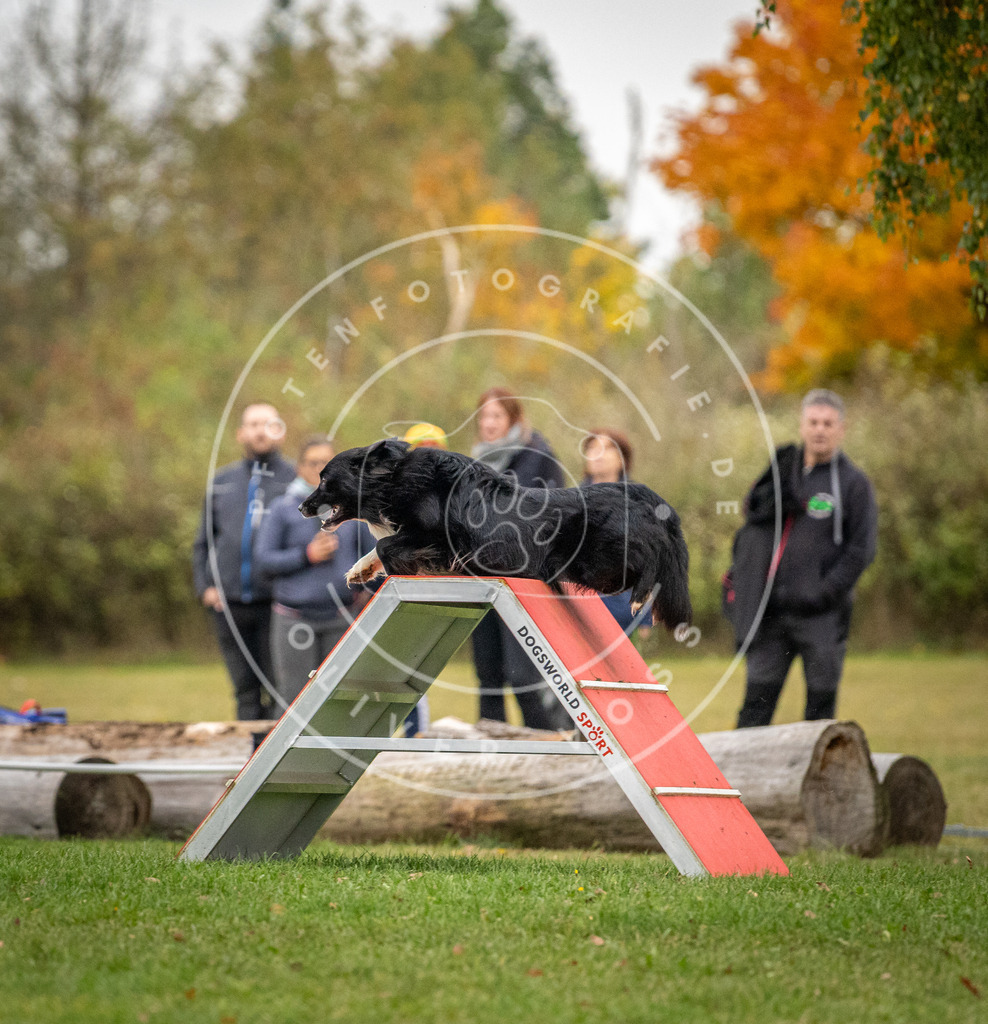 Pfotenfotografie_DV3A0485 | Hundefotografie, Tierfotograf, Pfotenfotografie, Fotoshooting Hund, Hunde Portrait, Hundesport, Hundeportraits, Heideshooting, Hunde, Sportfotograf, Hundefotograf, Turnierhundsport, THS,  - Realisiert mit Pictrs.com