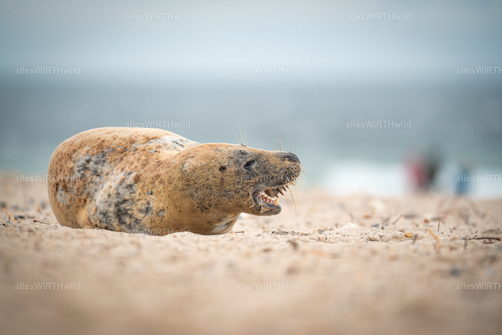 allesWIRTHwild.de - 7IV04795 | Entdecke die faszinierende Welt der Natur- und Wildlife-Fotografie von Daniel und Bärbel. Inspirierende Bilder von wilden Tieren und kleinen Naturwundern.