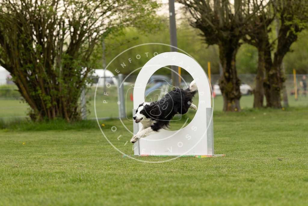 Pfotenfotografie_DV3A8820 | Hundefotografie, Tierfotograf, Pfotenfotografie, Fotoshooting Hund, Hunde Portrait, Hundesport, Hundeportraits, Heideshooting, Hunde, Sportfotograf, Hundefotograf, Turnierhundsport, THS,  - Realisiert mit Pictrs.com