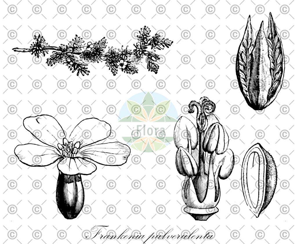 HistAbb_wfo-0000692173_1_ENZY_Simple | Historische Abbildung von Frankenia pulverulenta - Frankeniaceae | Historical Illustration of Frankenia pulverulenta - Frankeniaceae (european sea-heath)