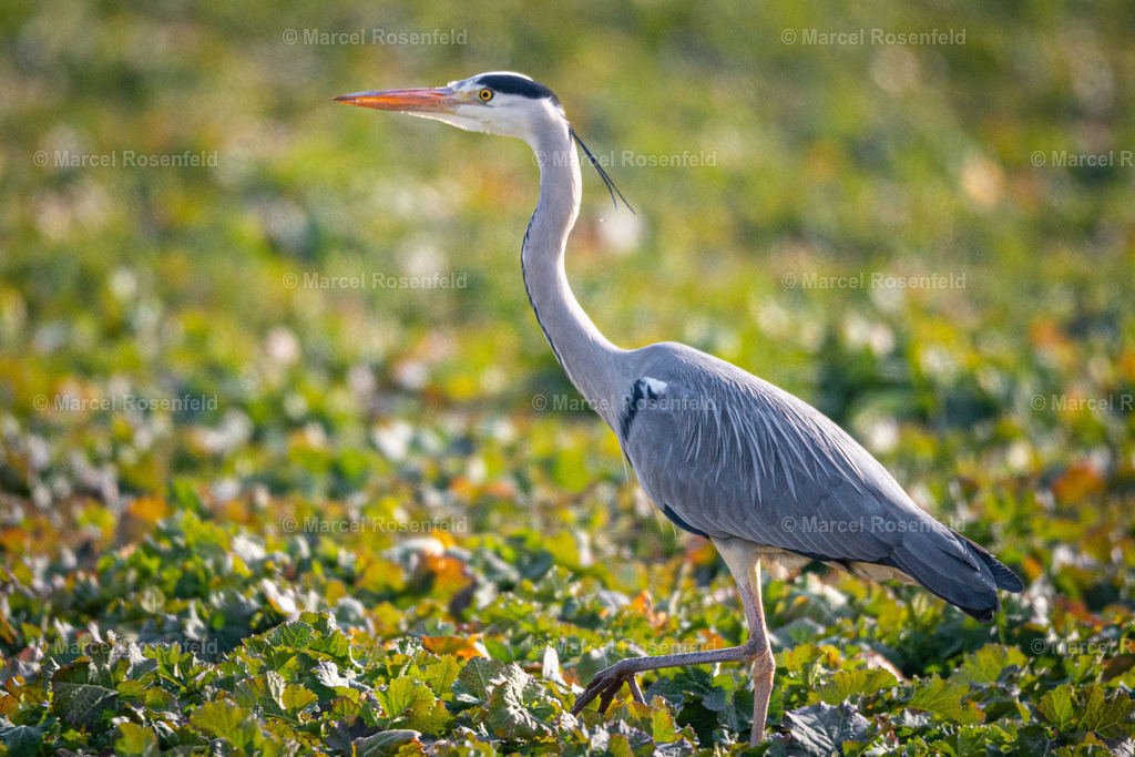 _DSC7751 | foto-rosenfeld