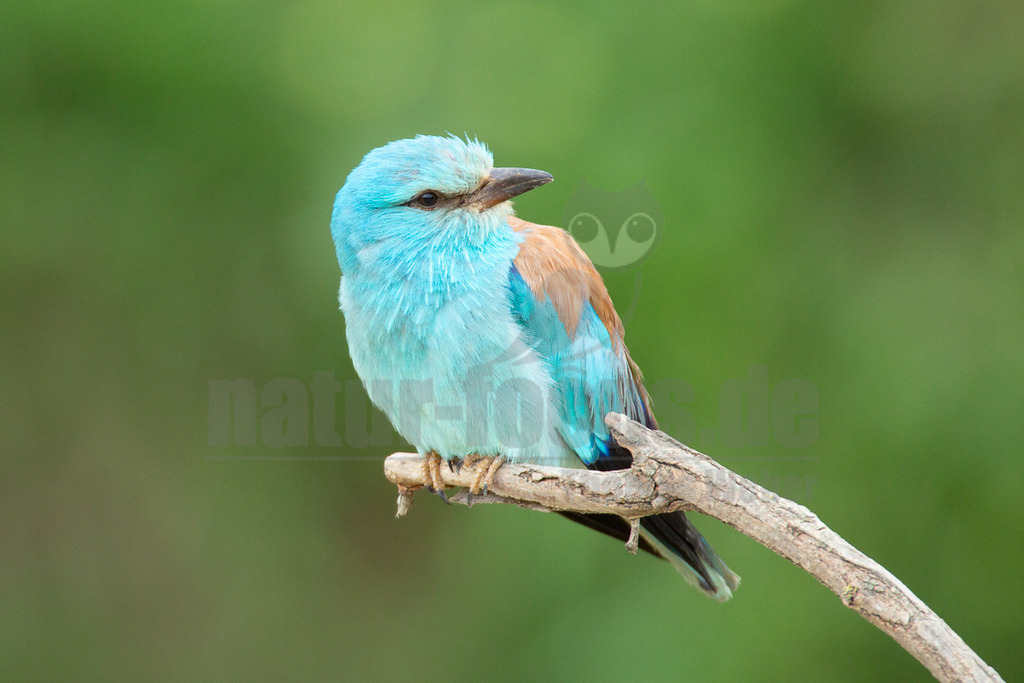 20140517084750-2 | Eine farbenprächtige Blauracke (Coracias garrulus) sitzt auf einem trockenen Ast und blickt nach rechts. Ihr Gefieder ist überwiegend in leuchtendem Türkisblau gehalten, mit einem auffälligen braunen Rücken und dunkleren blauen Flügelspitzen. Der Schnabel ist dunkel und kräftig. Der Hintergrund ist unscharf und in einem sanften Grünton gehalten, was den Vogel hervorhebt. - Realisiert mit Pictrs.com