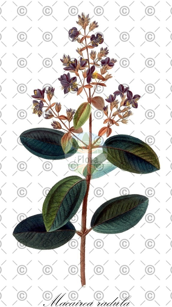 HistAbb_wfo-0000231974_1_ENZY_Simple | Historische Abbildung von Macairea radula - Melastomataceae | Historical Illustration of Macairea radula - Melastomataceae