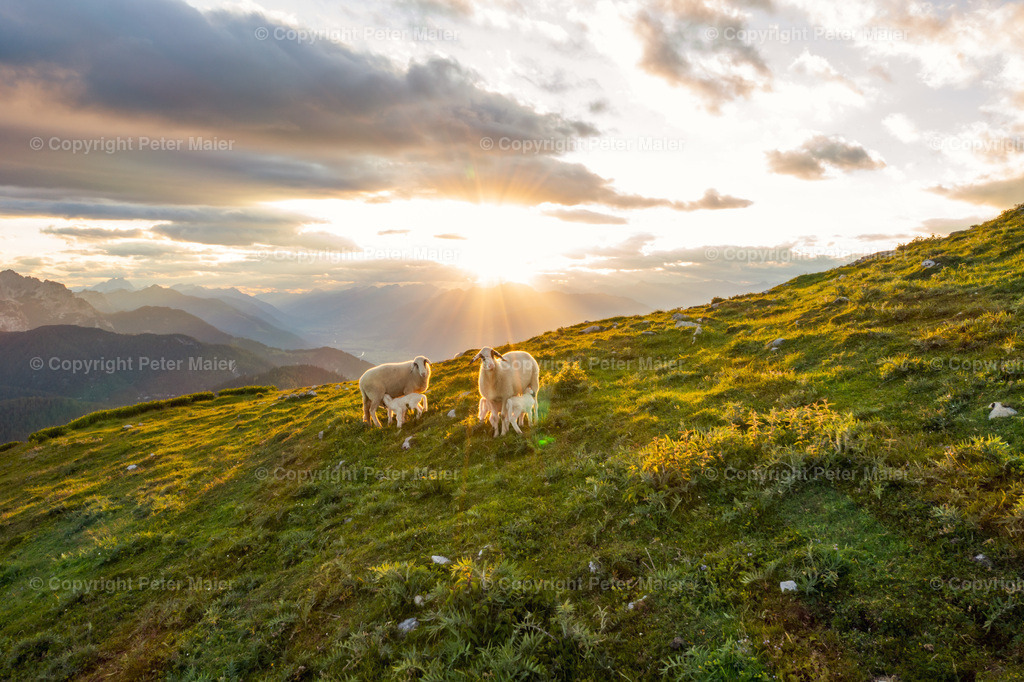Poludnig_Karnische_Milchstrasse_2020-5 | piet_flosse