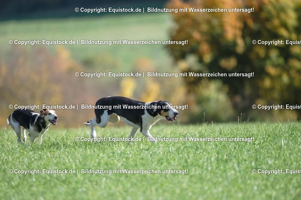 20251011_Jagd-Marbach_0393 | Foto: Thomas Hartig