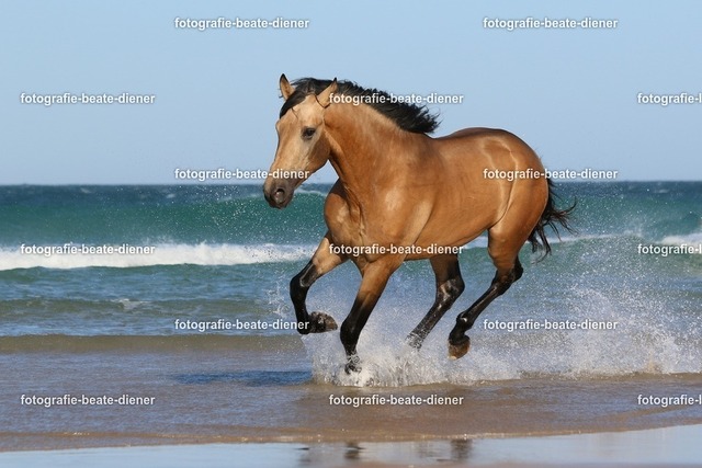 Andalusier am Meer (115) | Fotografie, Tiere, Hunde, Katzen, Pferde, Sportfotografie, Fotosession, Tierfotografie, Turnierfotografie, Fotografin, Fotograf - Realisiert mit Pictrs.com
