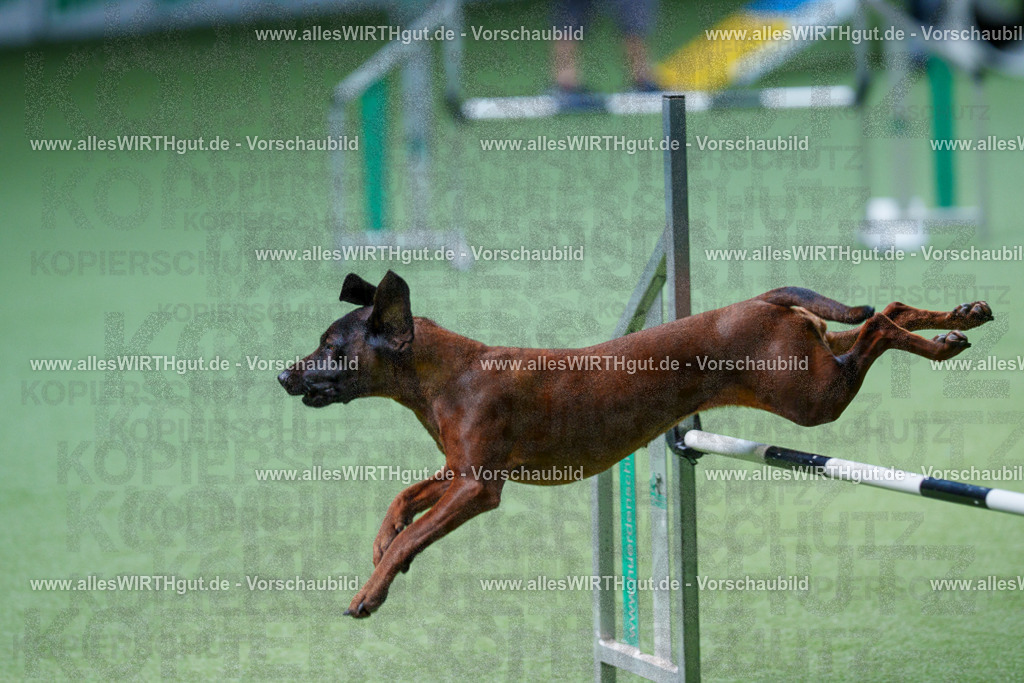 @allesWIRTHgut_Tierfotografie - www.allesWIRTHgut.de - 2604251235-7R502173 | Professionelle Tierfotografie in Mönchengladbach von Daniel Wirth (allesWIRTHgut). Liebevolle & natürliche Bilder von Hunden & Katzen für unvergessliche Erinnerungen.