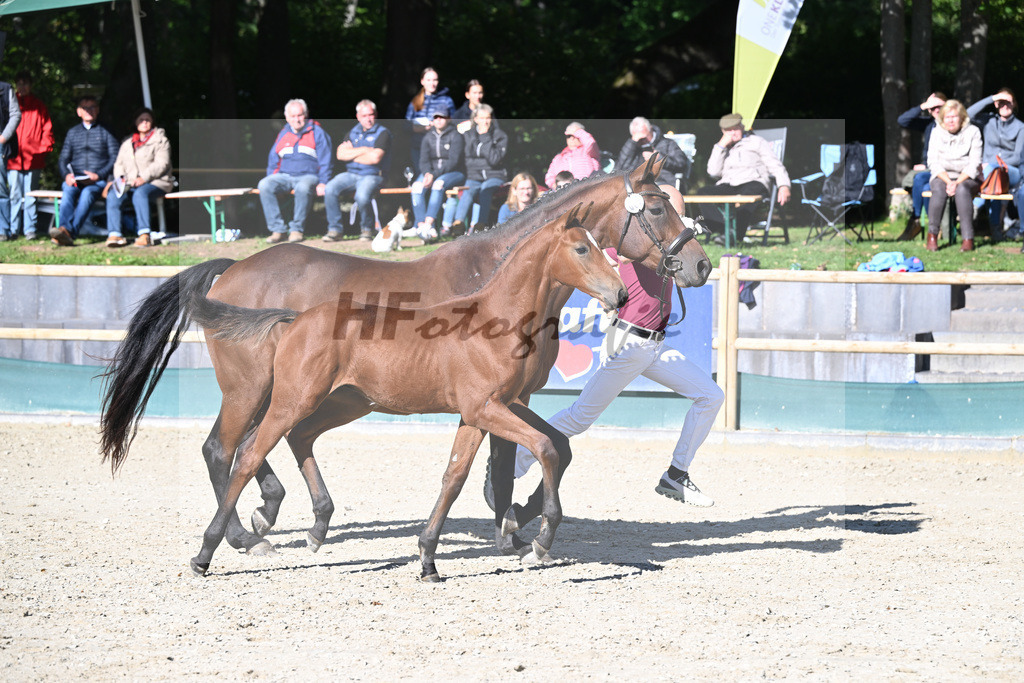 Fohlenauktion Next Chance_49220399 | hf-fotografie - Realisiert mit Pictrs.com