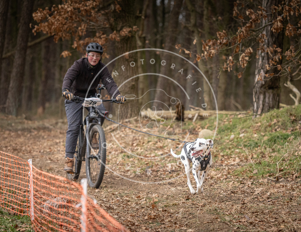 Pfotenfotografie_DV3A1950 | Hundefotografie, Tierfotograf, Pfotenfotografie, Fotoshooting Hund, Hunde Portrait, Hundesport, Hundeportraits, Heideshooting, Hunde, Sportfotograf, Hundefotograf, Turnierhundsport, THS,  - Realisiert mit Pictrs.com