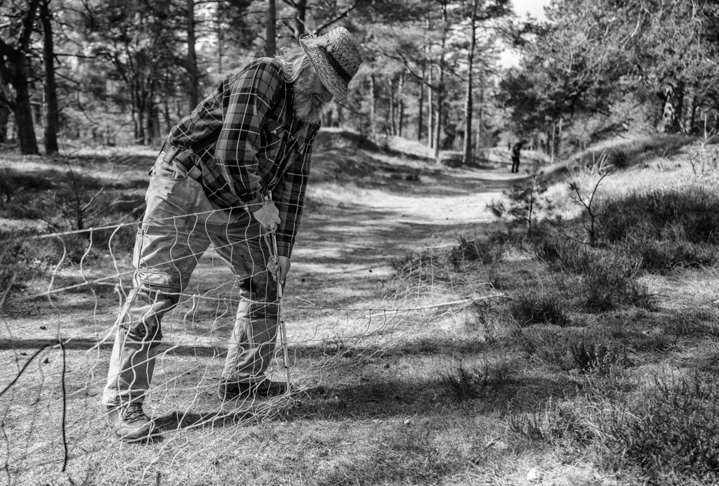 wanderschaefereien-schleswig-holstein-035 | Ende April werden die bisher nur auf dem Hof in Krummenort gehaltenen Lämmer zusammen mit den Mutterschafen erstmals auf Weideflächen ausgetrieben. Das Ziel dieses Zuges ist der Loher Forst einige Kilometer weiter westlich. Dort wird ein Pferch vorbereitet, in dem die Tiere über Nacht sicher verbleiben. - Realisiert mit Pictrs.com