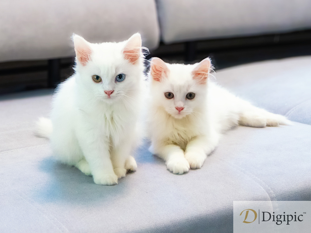 Frodo _ Bonus 1 | Herr Frodo und Bonus liegen auf der Couch - Realisiert mit Pictrs.com