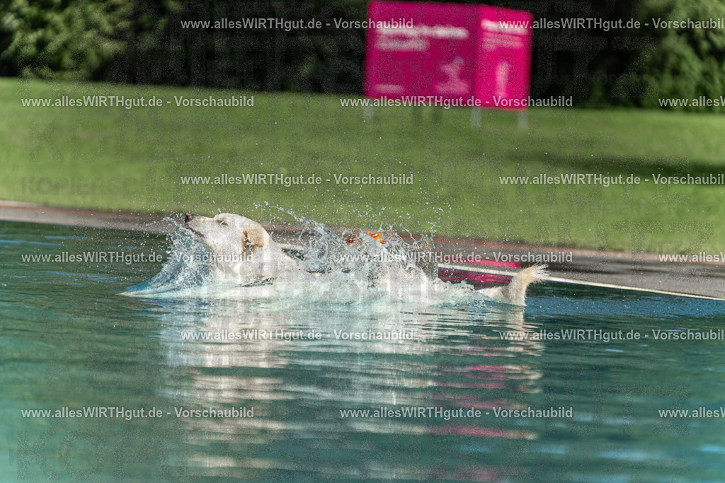 Hundeschwimmen_Volksbad_2026-allesWIRTHgut_Tierfotografie-2609061550-7R501958 | Professionelle Tierfotografie in Mönchengladbach von Daniel Wirth (allesWIRTHgut). Liebevolle & natürliche Bilder von Hunden & Katzen für unvergessliche Erinnerungen.