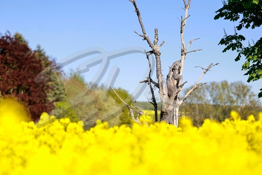 NatureArt-TROCKENBIRKE_1793c | Ruhe am Rapsfeld | #002 | Modell: Fee | Foto: Aleksandra Marsfelden - Realisiert mit Pictrs.com
