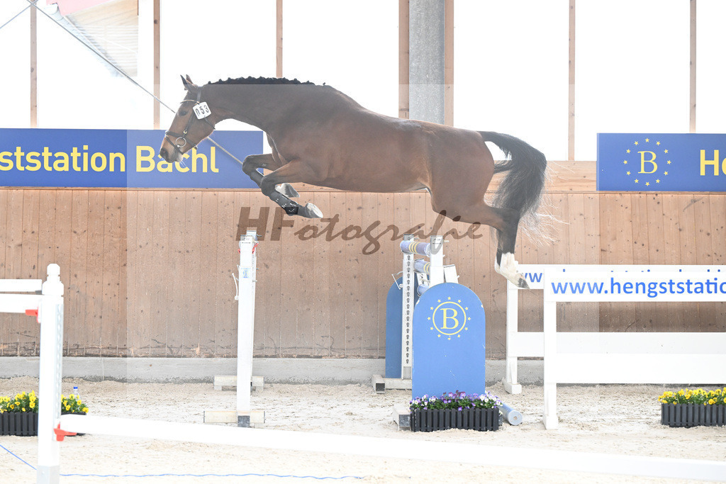 Kat-Nr. 53 Condessa M v. Van Cordoba_Mayer_5250470 | hf-fotografie - Realisiert mit Pictrs.com