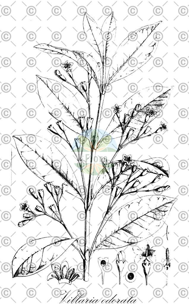 HistAbb_wfo-1000018552_1_ENZY_Simple | Historische Abbildung von Villaria odorata - Rubiaceae | Historical Illustration of Villaria odorata - Rubiaceae