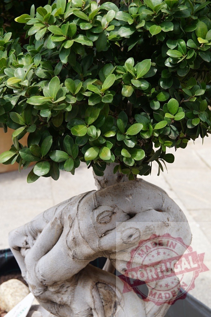 Ficus microcarpa bonsai tree with green leaves and twisted trunk | Ficus microcarpa bonsai plant showing its unique thick and twisted root system and vibrant green leaves - Realisiert mit Pictrs.com