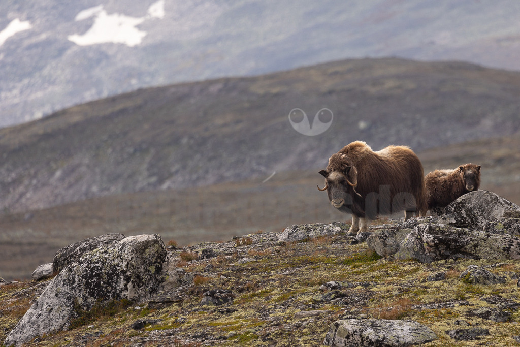 R5NF4415_20240803 | Die wild lebenden Moschusochsen sind eine der Hauptattraktionen des Dovrefjell-Nationalparks an der Grenze zwischen Süd- und Mittelnorwegen. Sie gehören zu den wenigen Tieren, die es in Europa gibt und lassen sich bei einem Besuch des Nationalparks gut beobachten. Rund 80 bis 100 Tiere leben im Westen des Parks in der kargen, kalten Fjellregion, die sie auf der Suche nach ihren Nahrungspflanzen durchstreifen.  - Realisiert mit Pictrs.com