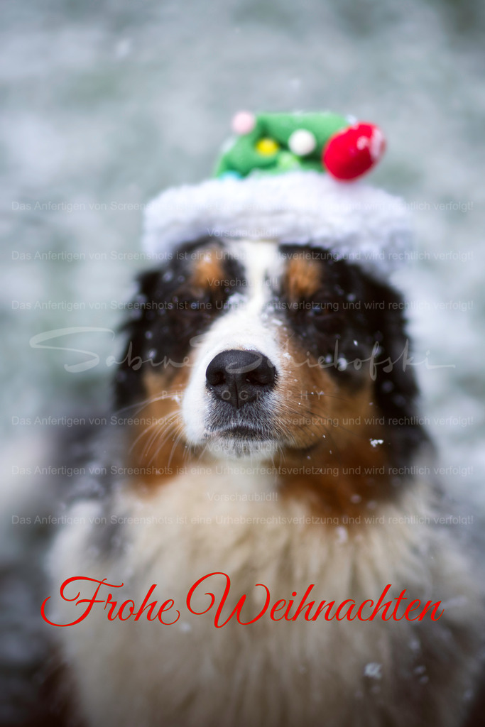 "Frohe Weihnachten" X-Mas Aussie | People- und Tierfotografie, Imageaufnahmen, Veranstaltungsfotografie und Wandbilder aus der Natur ★ Made in Germany ✔️ Druck + Downloads ✔️ Naturfotografie in Top Qualität ★ schneller Versand, weltweite Lieferung! - Realisiert mit Pictrs.com