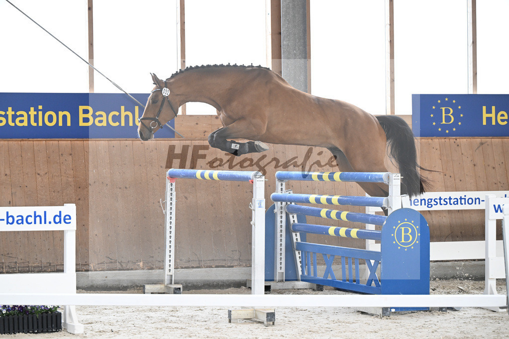 Kat-Nr. 92 C-Simba v. Camargo_Juenger GbR_5251608 | hf-fotografie - Realisiert mit Pictrs.com