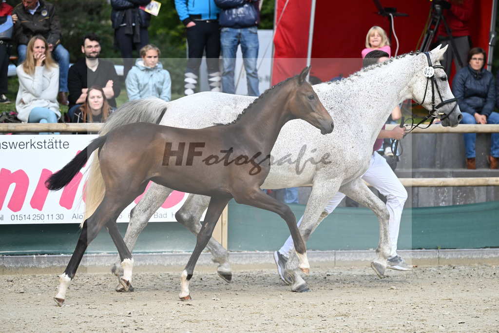 Fohlenauktion Next Chance_49220285 | hf-fotografie - Realisiert mit Pictrs.com