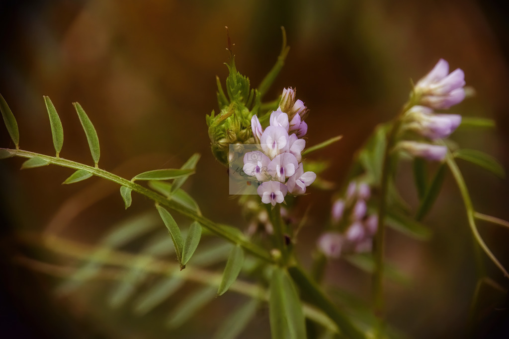Makro - floral (48) | Buche Fotoshootings und entdecke hochwertige Fotoprodukte bei Mathias Ku Photos. Personalisiert, kreativ & mit Liebe zum Detail. Jetzt informieren! - Realisiert mit Pictrs.com