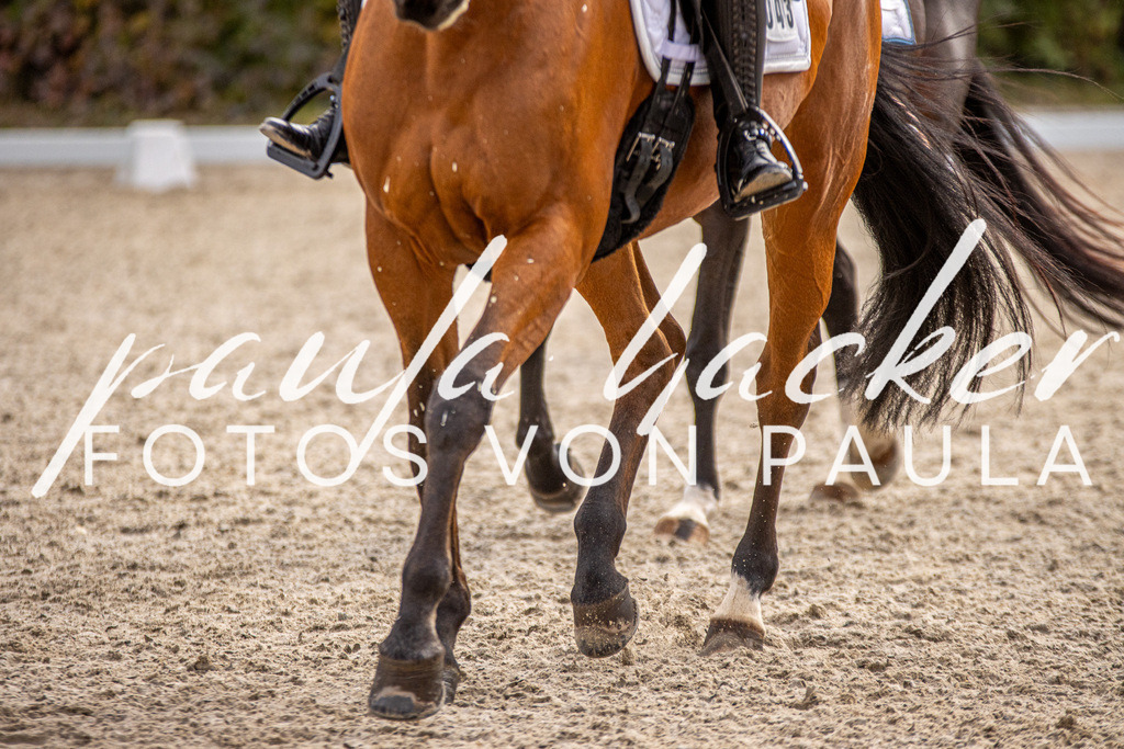 IMG_3155 | Erleben Sie dynamische Sport- und emotionale Tierfotografie in Süddeutschland mit Fotos von Paula. Spezialisiert auf Pferde- und Hundefotografie sowie Sportevents. Kontaktieren Sie mich für einzigartige und ausdrucksstarke Bilder Ihrer besonderen Momente.