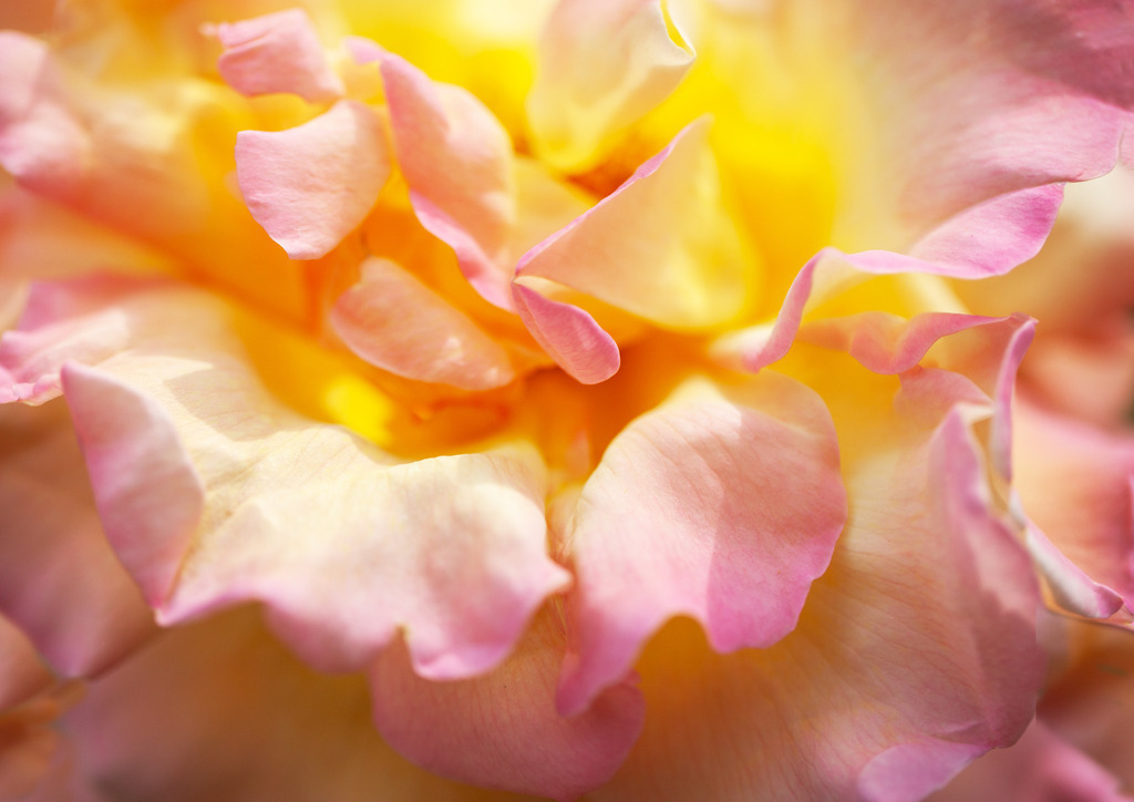 RosenblueteJuni2010_8076 | "Alexandrine", Teerose