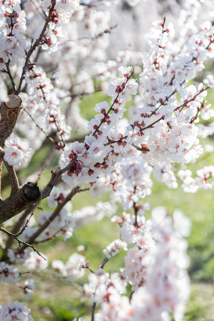 Marillenblüte Wachau | Ihre Fotografin im Lungau, ihre Fotografin im Mostviertel, Wandbilder Onlineshop, Imagefotos für Ihr Unternehmen,  - Realisiert mit Pictrs.com