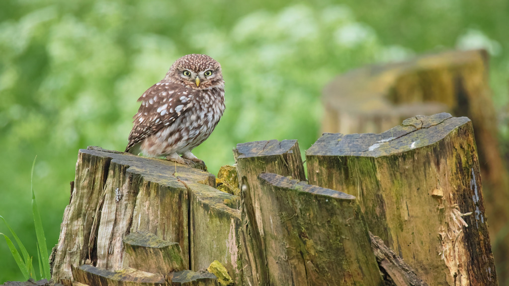 Wandbild - Steinkauz: Die Wächterin des Waldes | Dieses bezaubernde Bild zeigt den Steinkauz, der aufmerksam auf einem alten Baumstumpf sitzt. Ihr geflecktes Gefieder und die wachsamen Augen verleihen ihr ein charmantes und neugieriges Aussehen. Der Baumstumpf, auf dem sie sitzt, weist Spuren von Alter und Witterung auf, was dem Bild eine rustikale und natürliche Note verleiht. Der Hintergrund ist unscharf und in sattem Grün gehalten, was die Eule und den Baumstumpf klar hervorhebt und das Auge des Betrachters direkt auf das Motiv lenkt.