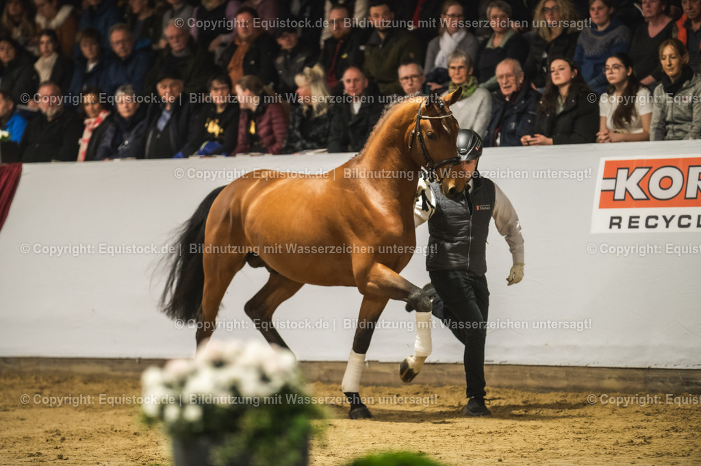 20240302_Hengstvorstellung_Marbach_TOMsPiC_0242-2 | equistock