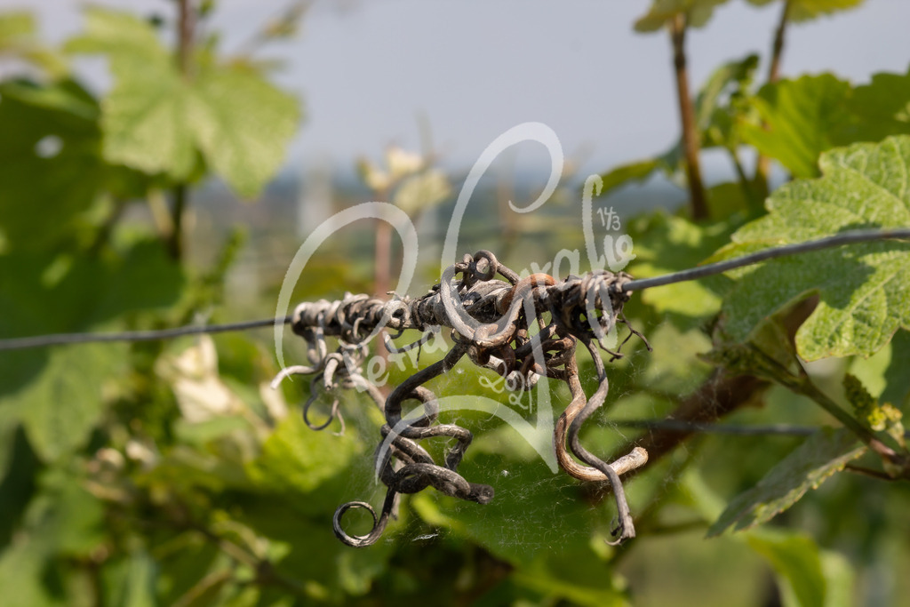 _MG_9166 | petragrafie - Realisiert mit Pictrs.com