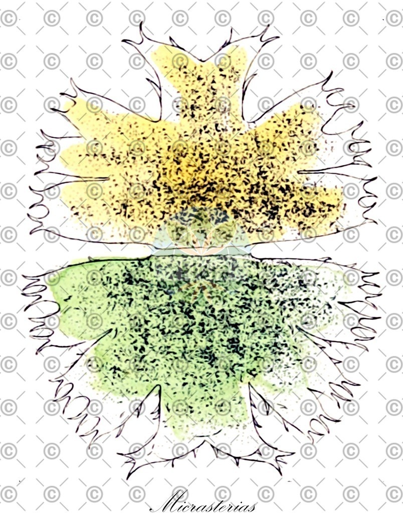 HistAbb_63B8Z_7_ENZY_Simple | Historische Abbildung von Micrasterias - Desmidiaceae (0) | Historical Illustration of Micrasterias - Desmidiaceae (0)