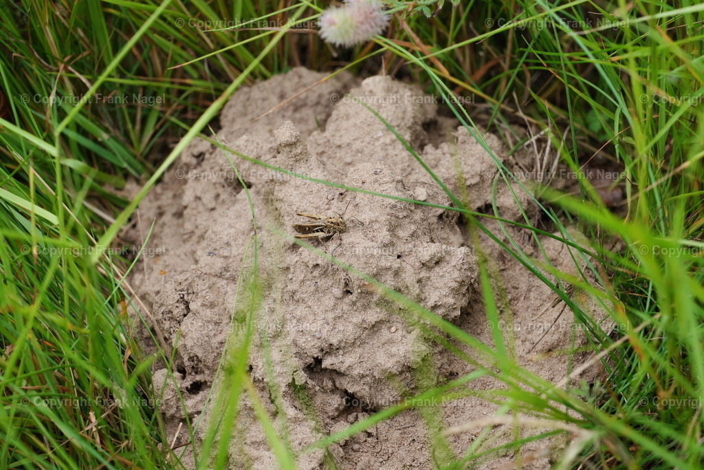 Braune Heuschrecke | Der braune Grashüpfer (Chorthippus brunneus) ist eine Heuschreckenart, die in Europa vorkommt, und er gehört zur Familie der Feldheuschrecken. - Realisiert mit Pictrs.com