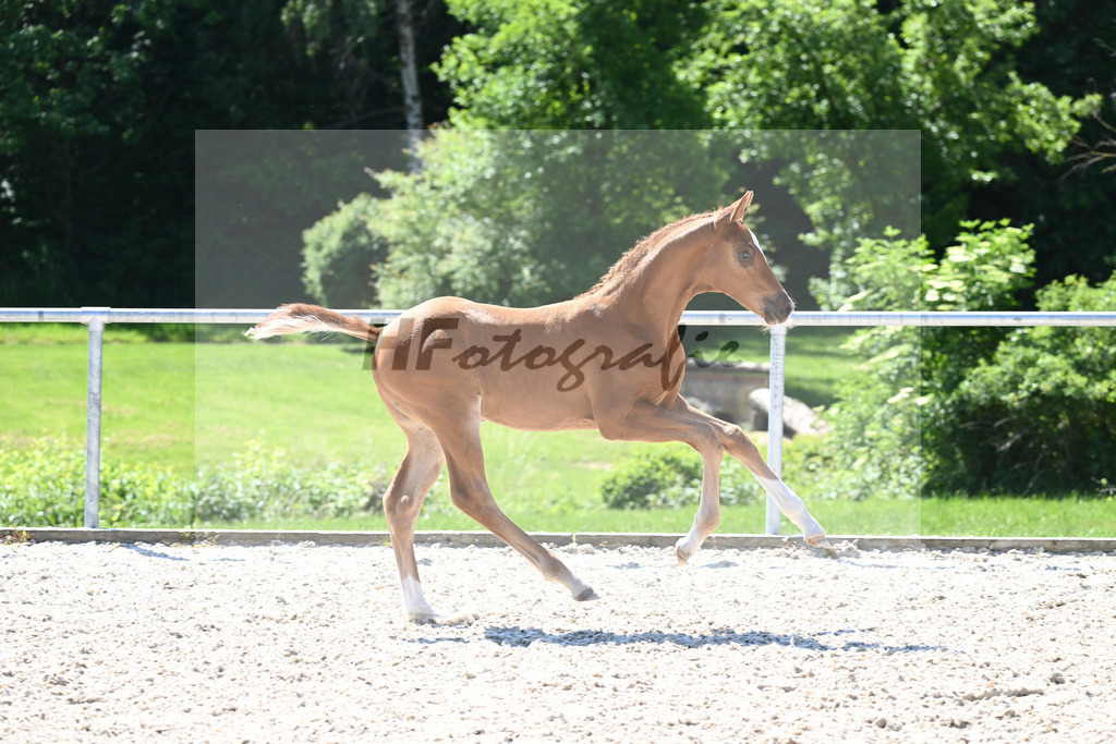 Kat-Nr. 9 HF Feliciano_Mueller_16230318 | hf-fotografie - Realisiert mit Pictrs.com