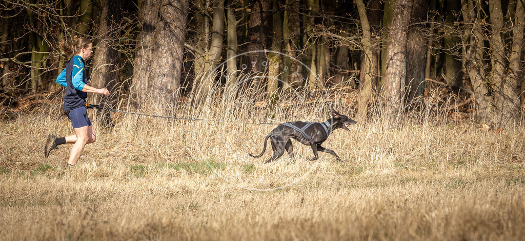 DV3A5733 | Hundefotografie, Tierfotograf, Pfotenfotografie, Fotoshooting Hund, Hunde Portrait, Hundesport, Hundeportraits, Heideshooting, Hunde, Sportfotograf, Hundefotograf, Turnierhundsport, THS,  - Realisiert mit Pictrs.com