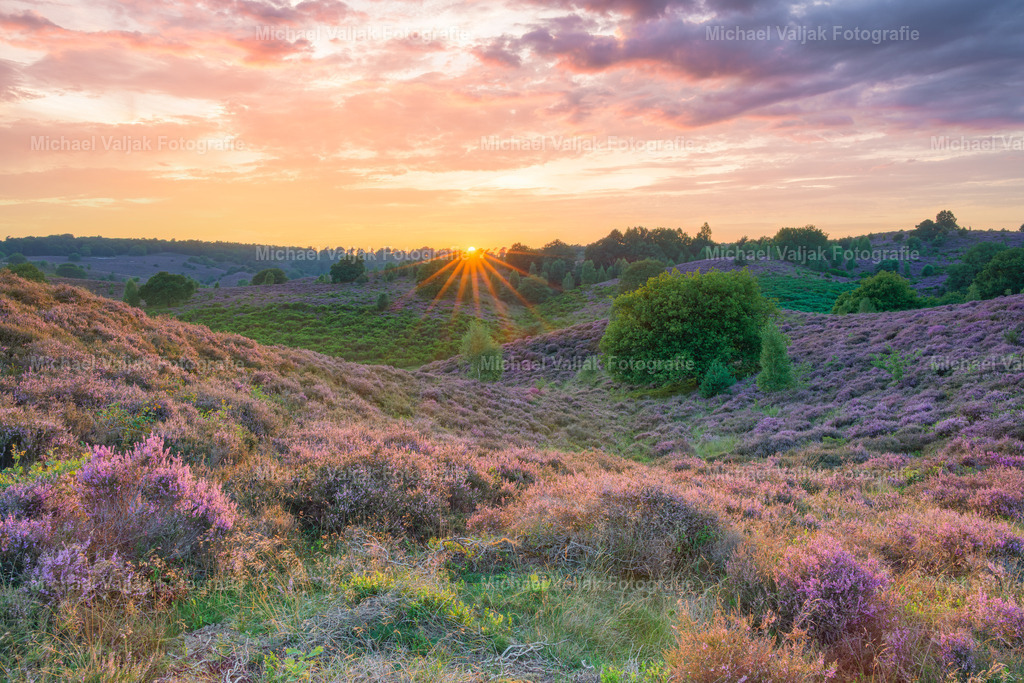 Abends im Nationalpark Veluwezoom in den Niederlanden | Die blühende Heide im Nationalpark Veluwezoom in den Niederlanden zeigt sich in ihrer schönsten Form, wenn die Sonne langsam hinter den sanften Hügeln versinkt. Ein violettes Meer aus Besenheide breitet sich aus, durchzogen von einzelnen Bäumen und goldenen Lichtflecken. Der Blick schweift über die wellige Landschaft, wo Himmel und Erde in warmen Farben verschmelzen. Es ist ein stiller, magischer Moment, in dem die Natur ihre ganze Poesie entfaltet – ein Ort, der zum Träumen und Verweilen einlädt. - Realisiert mit Pictrs.com