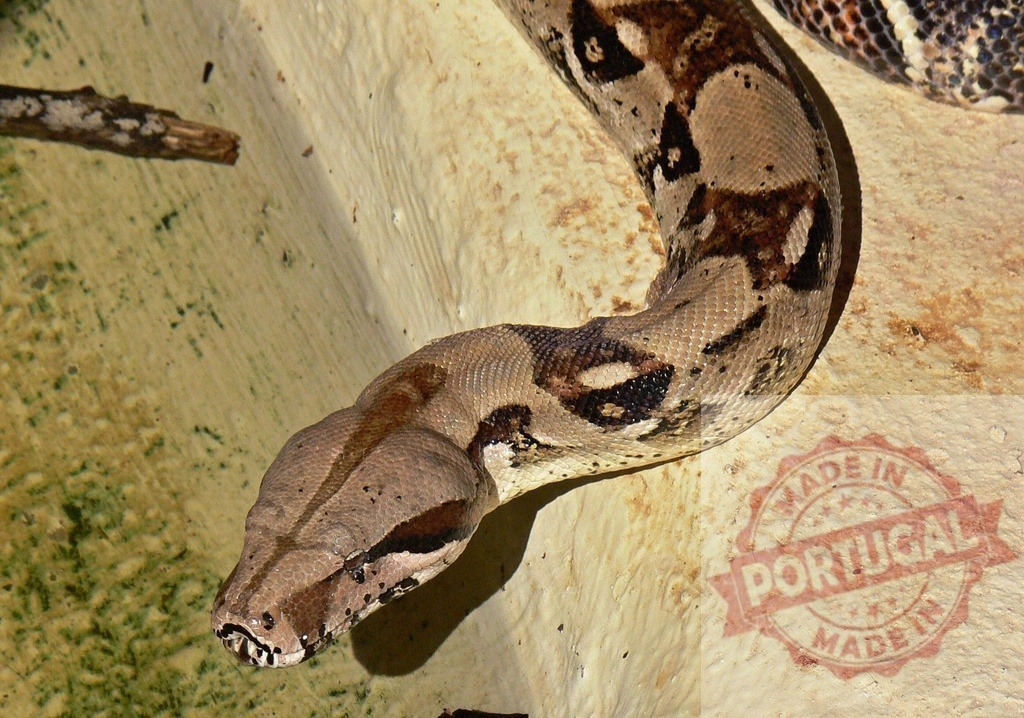 Boa constrictor snake showing patterned scales and head | Boa constrictor snake exhibiting its distinctive head and intricate skin pattern - Realisiert mit Pictrs.com