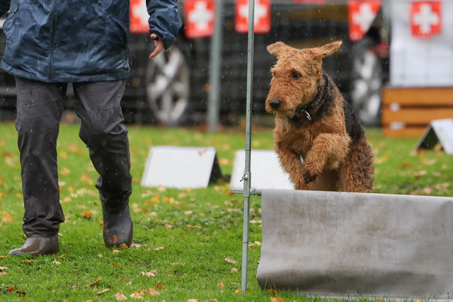 2025_Rally_Obedience_SM-221 | Ich fotografiere Hundeausstellungen, Sportanlässe, Zuchtstätten, Hundezucht, Hundeportrait, Lagotto - Realisiert mit Pictrs.com
