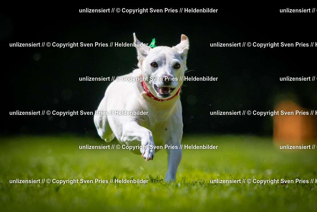 Sven Pries | 2025-08-10 - Hunderennen Durlach - Realisiert mit Pictrs.com