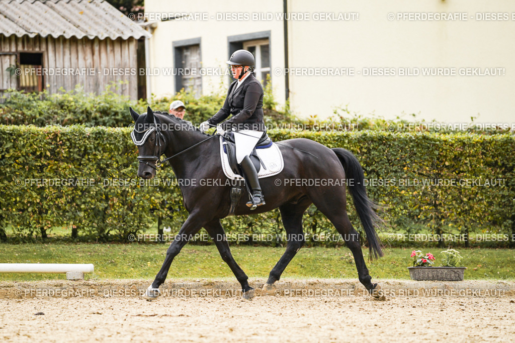 DSC01219 | Pferdegrafie